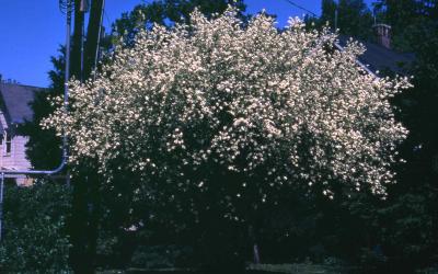 Common Pearlbush in flower